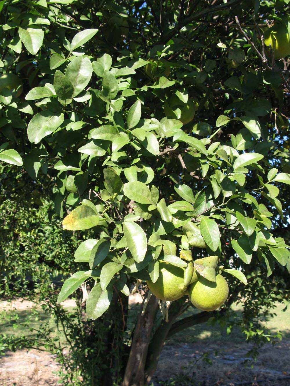              Sun leaves (Winter Haven, FL)       